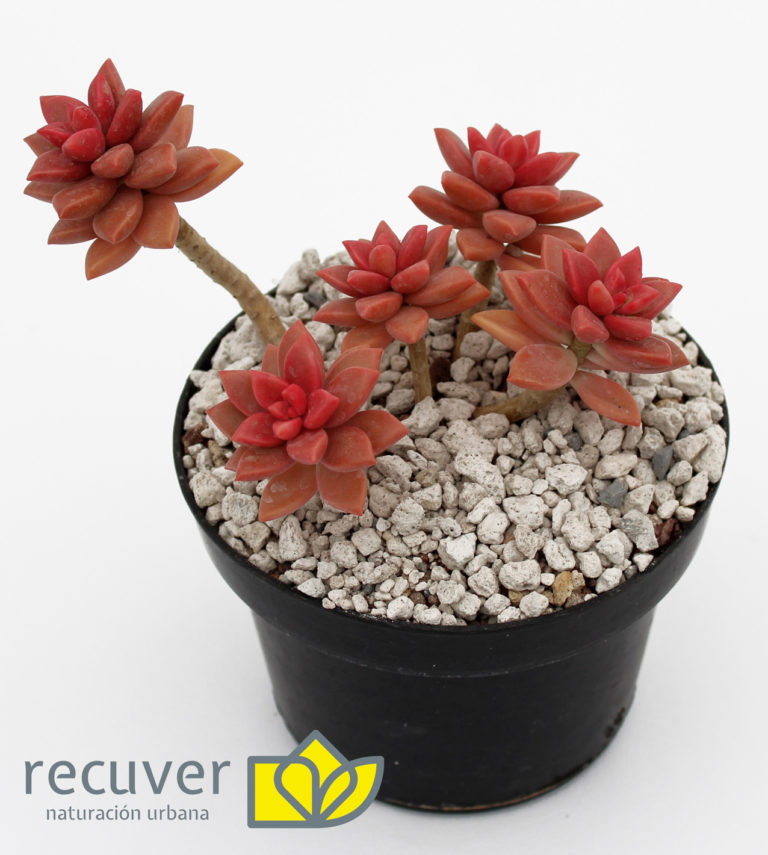 Graptosedum Vera Higgins en maceta.