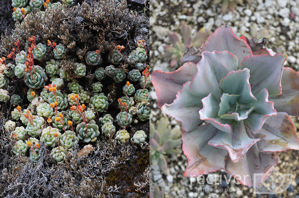 Colonia de Echeveria derenbergii (izq.)y especimen de Echeveria gibbiflora (der.).