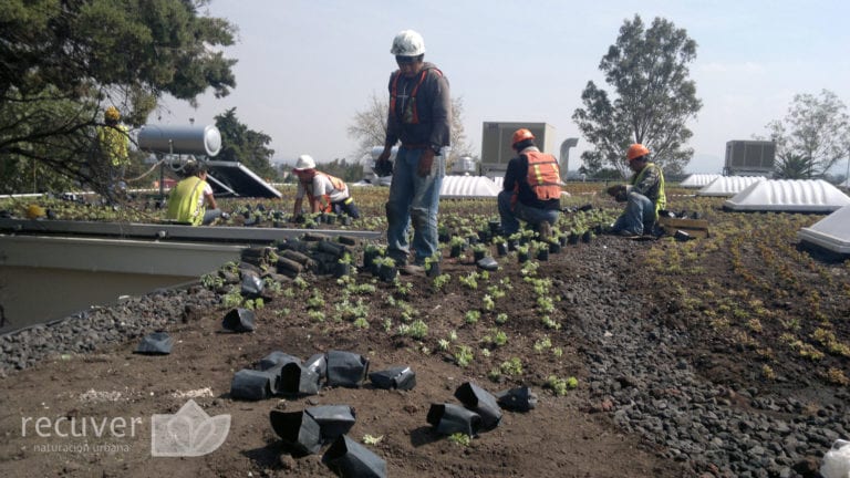 Un sustrato adecuado para Azotea Verde nunca sera simple “tierra negra”:se requiere una mezcla especializada que nutra a las plantas y a la vez drene rápido el agua de lluvia.