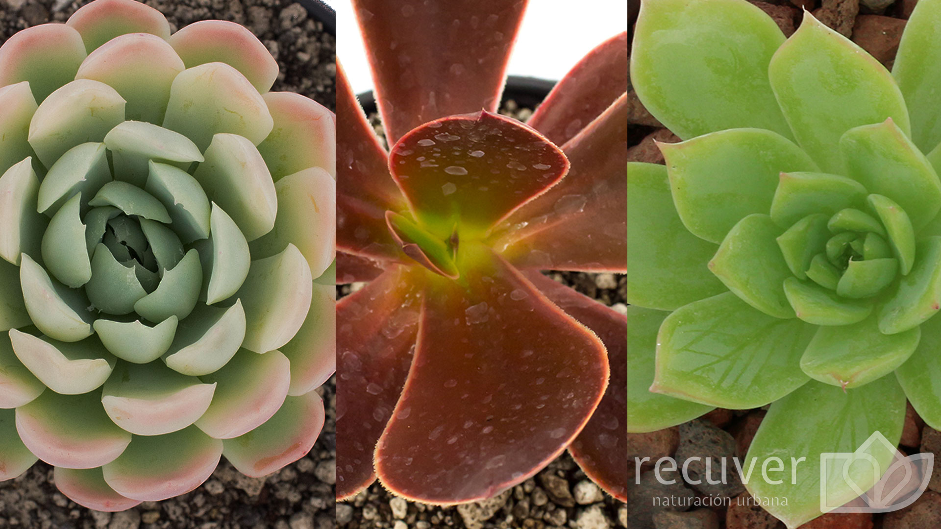 Echeveria elegans, Echeveria fimbriata y Graptopetalum macdougallii.Estas especies se pueden combinar en nuestros jardines para crear armonías cromáticas complementarias.