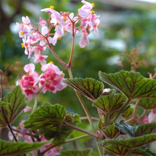 Begonia incarnata, mejor conocida como “begonia metálica”.