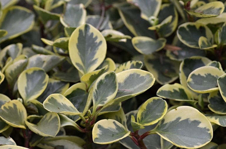 Especimen de peperomia obtusifolia variegata.