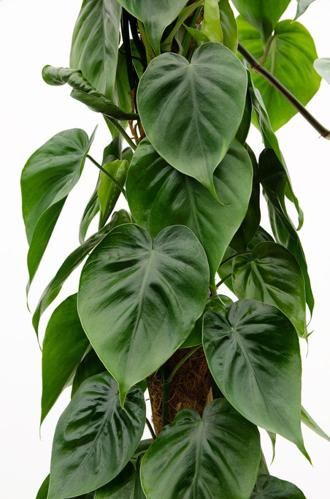 El Philodendron scandens puede ser una planta colgante o trepadora.