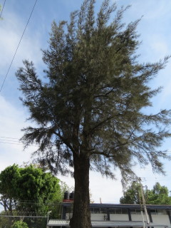 Las casuarinas, también conocidas como “pinos de tontos”, producen una hojarasca muy dura que tarda en descomponerse y acidifica los suelos.
