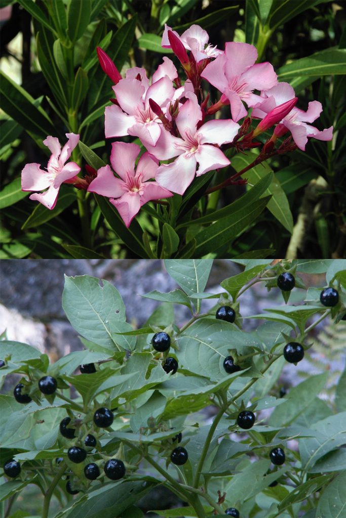 Especímenes de Rosa laurel (Nerium oleander) y belladona (Atropa belladona).